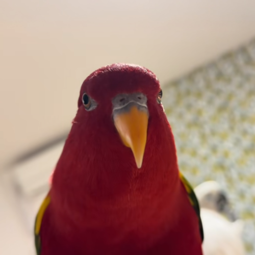 Redbirb icon