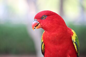 Redbirb profile