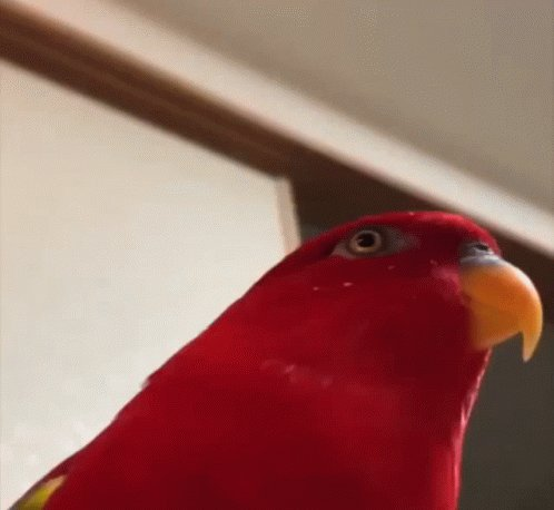 Hero Redbirb