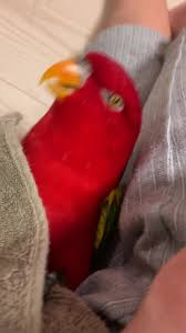 Cozy Redbirb