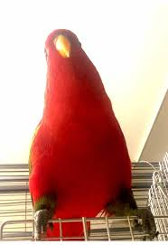 Majestic Redbirb angle
