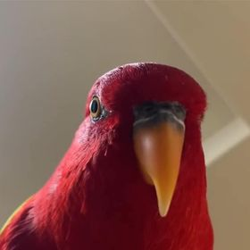 Redbirb looking up